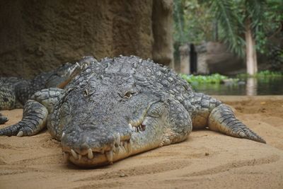 Close-up of animal resting on land at zoo