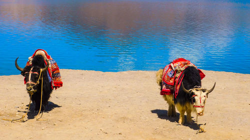 Decorated yak at pang-gong lake with blue colored water and mountain in the background