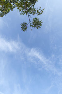 Low angle view of plants against blue sky