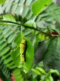 Close-up of insect on leaf