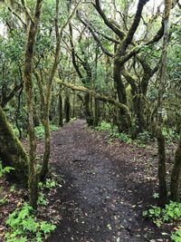 Footpath amidst trees in forest