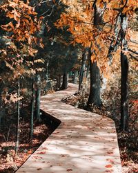 Empty boardwalk amidst trees during autumn