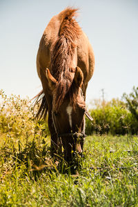 Horse grazing in field