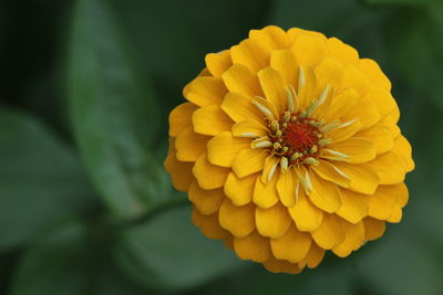 Close-up of yellow flower blooming outdoors