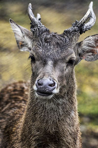 Close-up of javan rusa