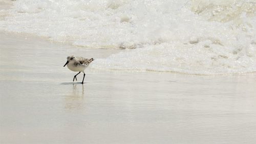 Bird running from tide