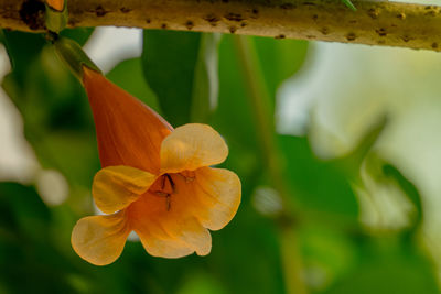 Close-up of yellow flowering plant