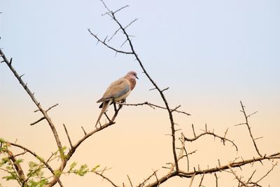 Low angle view of bird perching on branch against sky