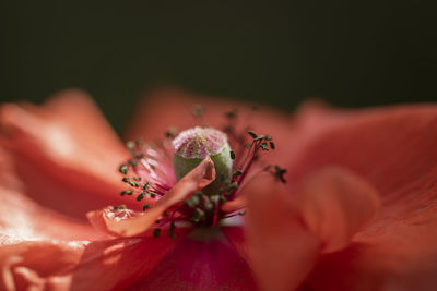 Close-up of pink flower