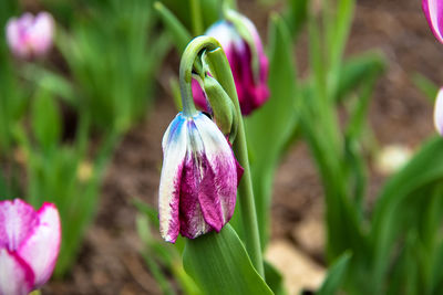 Close-up of pink flowering plant