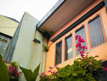 Low angle view of potted plant on house