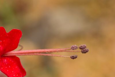 Close-up of red flowering plant