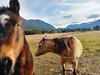 Horses standing on field against sky