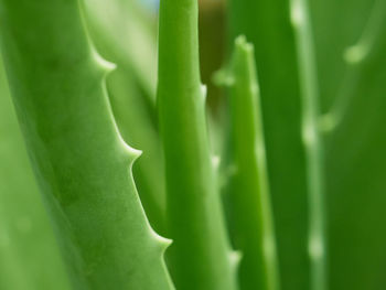 Full frame shot of succulent plant