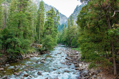 River flowing amidst trees in forest