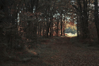 Trees in forest during autumn