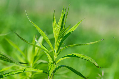 Close-up of fresh green plant