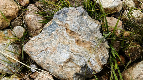 Close-up of plants