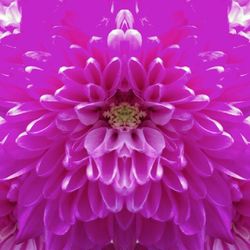 Close-up of pink flower