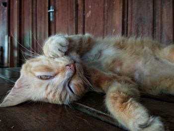 Close-up of cat sleeping on wood