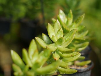 Close-up of plant