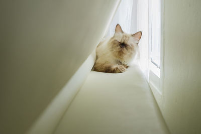 High angle view of cat sitting on window