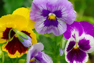 Close-up of purple flowering plants