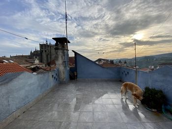 View of a dog in city