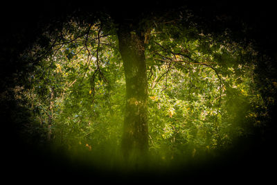 Trees in forest