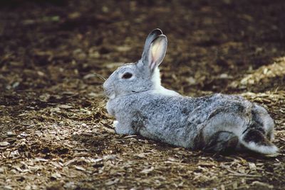 Rabbit resting forest