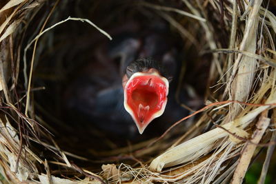 High angle view of bird in nest