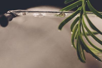 Extreme close-up of pine tree during winter