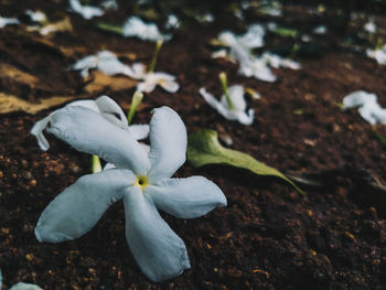 Close-up of white flowering plant on land