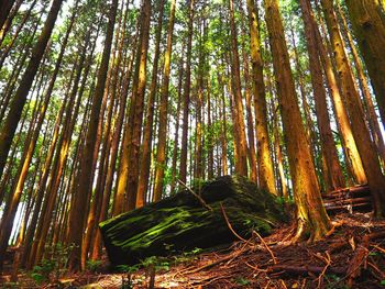 Low angle view of bamboo trees in forest