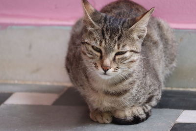 Close-up of a cat