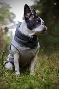 Dog looking away while sitting on land