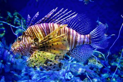 Close-up of fish swimming in sea