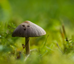 Close-up of mushroom growing on field