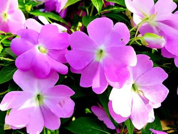 Close-up of flowers blooming outdoors