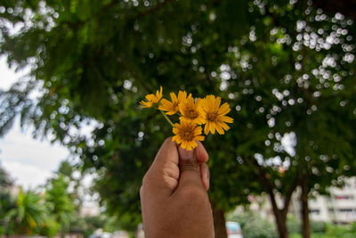 Low section of person holding yellow flowering plant
