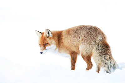 Fox standing on snow