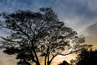 Low angle view of silhouette tree against sky during sunset