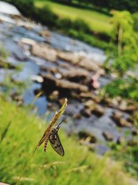 Close-up of dragonfly on grass