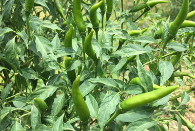 Close-up of green chili pepper plant