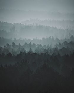 Trees in forest against sky