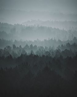 Trees in forest against sky