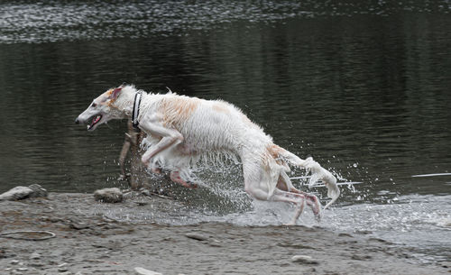 Side view of dog running in water