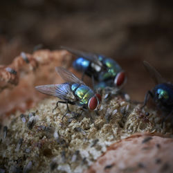 Close-up of insect