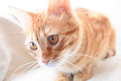 Close-up portrait of cat