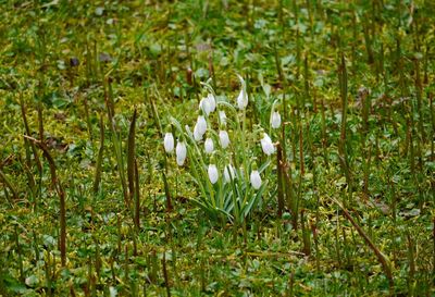 Close-up of fresh white crocus flowers in grass